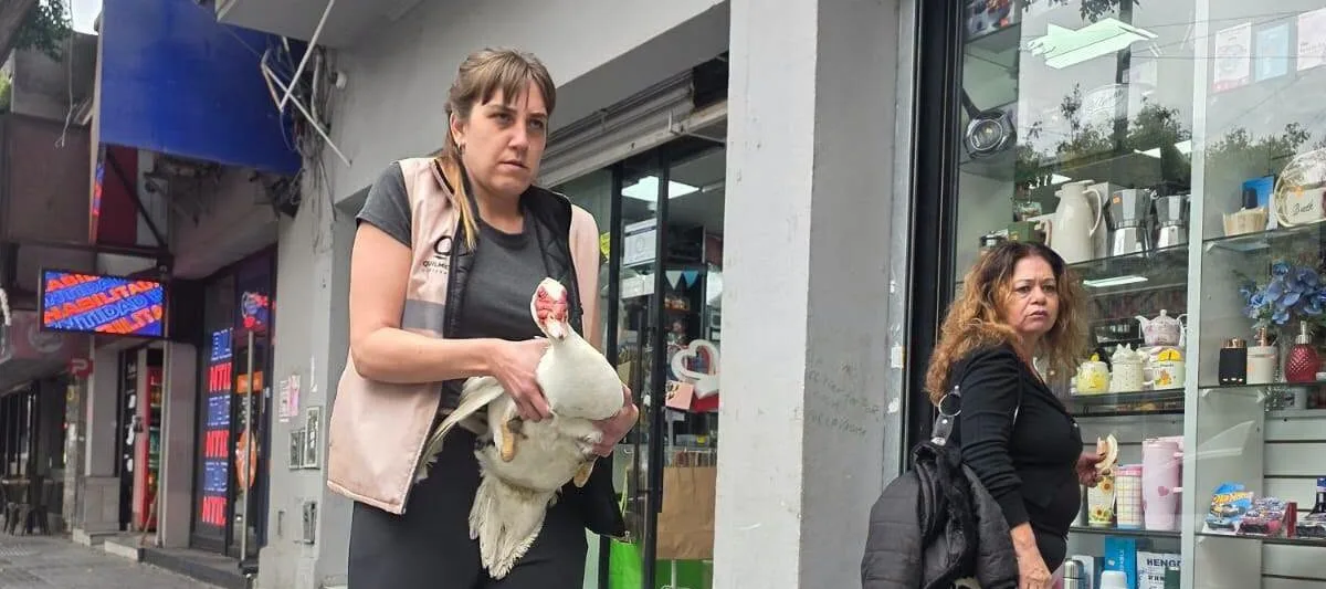 Clausuraron un bazar con patos, gallos y gallinas para faenar en pleno centro de Bernal