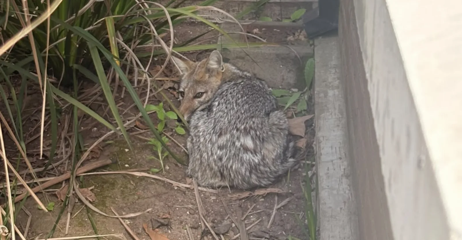 Rescataron a un zorro suelto en pleno Barrio Parque Bernal
